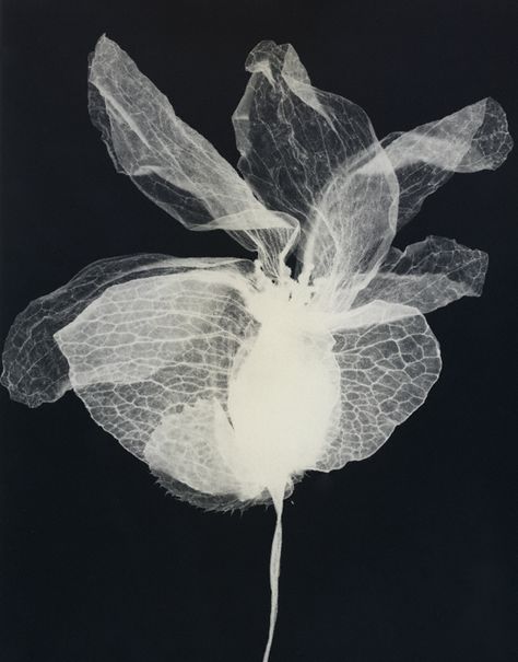 By Melissa Bear // www.melissa-bear.com // silver gelatin photographic print Transparent Photography, Silver Gelatin Print Photography, Scanned Flowers Photography, Jellyfish Photography Black And White, Lip Artwork, Handmade Photography, Photography Projects, Natural Forms, Flower Images