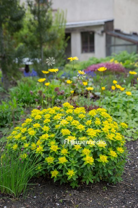 Cushion Spurge Gardens, 2023 Landscape, Euphorbia Polychroma, Euphorbia Plant, Scientific Name, Garden Spring, Landscape Plan, Garden Photography, Trees And Shrubs