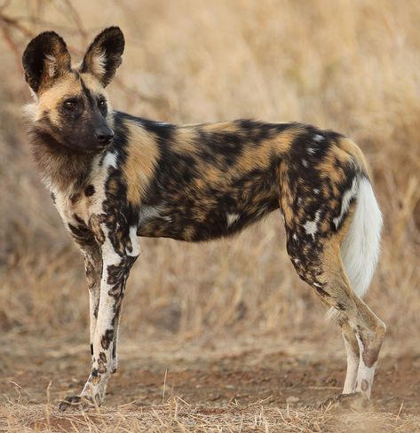 Wild Dog Tattoo, African Hunting Dog, Wild Dog, African Wild Dog, Rare Animals, Photography 101, Pretty Animals, African Wildlife, Wild Dogs