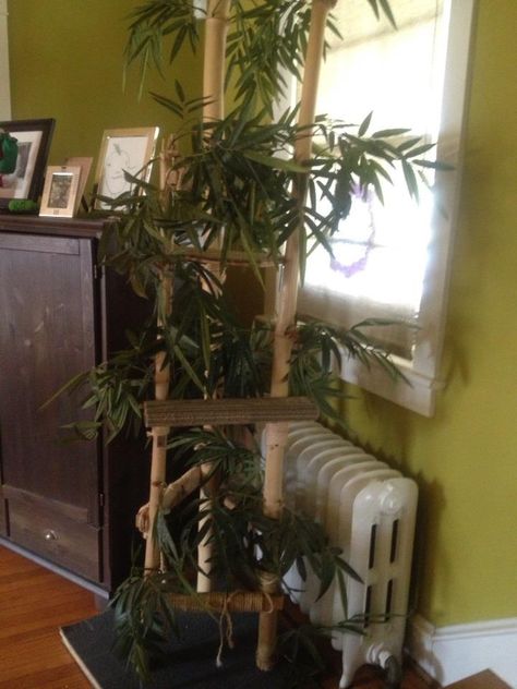 Kitty tree made from bamboo, (real trunk, fake leaves) scraps from a installation my husband was on. Fake Leaves, Cat Enclosures, Outdoor Cat, Bamboo Tree, Cat Condo, Cat Tree, Modern Outdoor, Cat House, Interior Design Projects