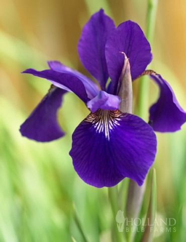 Siberian Iris Water Iris, Small Water Gardens, Siberian Iris, Purple Water, Perennial Bulbs, Sun Perennials, Pond Plants, Flower Bulbs, Anniversary Flowers