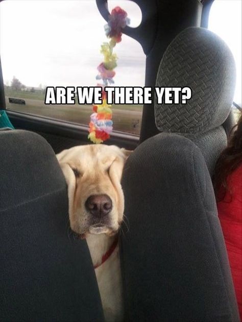 20 Funny Memes of cats, dogs and Moving Vehicles Funny Dog Faces, Are We There Yet, Funny Animal Photos, Memes Humor, Dog Face, Animal Quotes, Funny Animal Pictures, Baby Dogs, Animal Photo