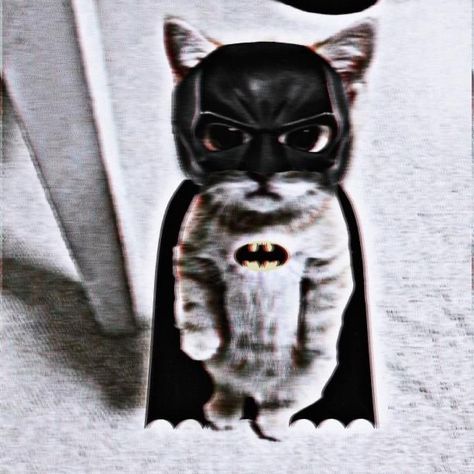 Batman Cat, Live In The Moment, Technology Company, Fun Games, Group Chat, Batman