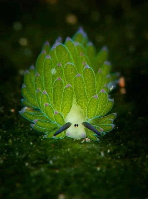 Sea Sheep, Cool Sea Creatures, Weird Sea Creatures, Sea Creatures Art, Deep Sea Creatures, Beautiful Sea Creatures, Sea Slug, Interesting Animals, Most Beautiful Animals