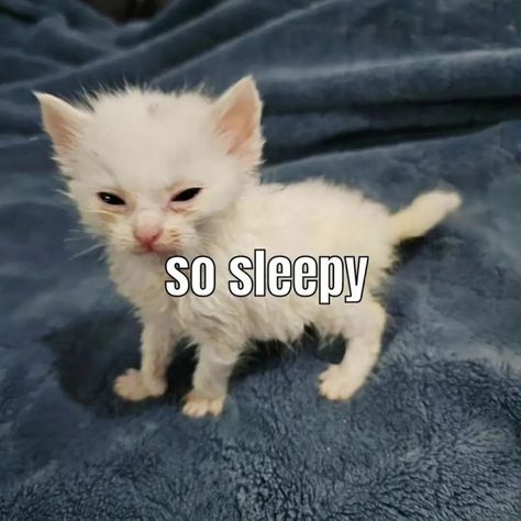 Sleep Art, So Sleepy, Painting Cat, Silly Cats Pictures, Sleepy Cat, Silly Animals, Cute Memes, Chronic Fatigue, Funny Cute Cats