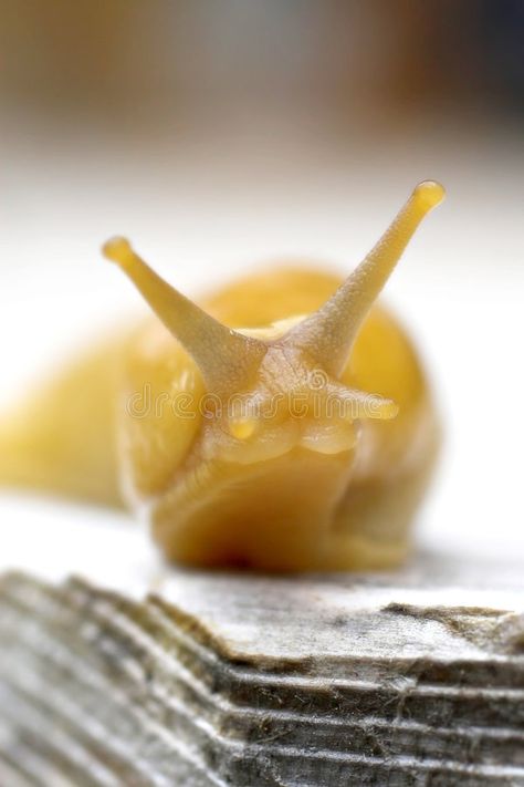 Banana slug. Pacific banana slug posing for the camera , #affiliate, #Pacific, #slug, #Banana, #camera, #posing #ad Prey Mantis, Apologetics Press, Guerneville California, Banana Slug, Russian River, Pose For The Camera, Slug, Silly Pictures, Animals Images