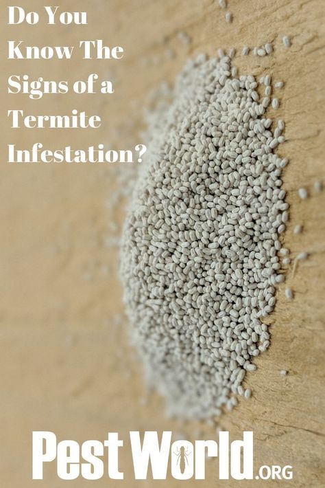 A termite infestation can create costly damage for a homeowner. Spot an infestation early with these top 5 signs that termites are hiding throughout your home’s structure. Household Bugs, Signs Of Termites, Drywood Termites, Termite Damage, Bad Bugs, Northwest Florida, Bug Killer, Diy Pest Control, Pest Management