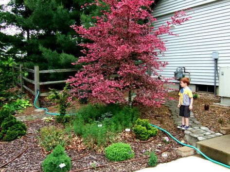 European Tri Color Beech Tree | Tri Color Beech Question - Trees Forum - GardenWeb Tri Color Beech Tree, Evergreen Landscaping, Garden Bushes, Cedar Hedge, Mid Century Landscape, Fagus Sylvatica, Plant Varieties, Dead Tree, Garden Posts