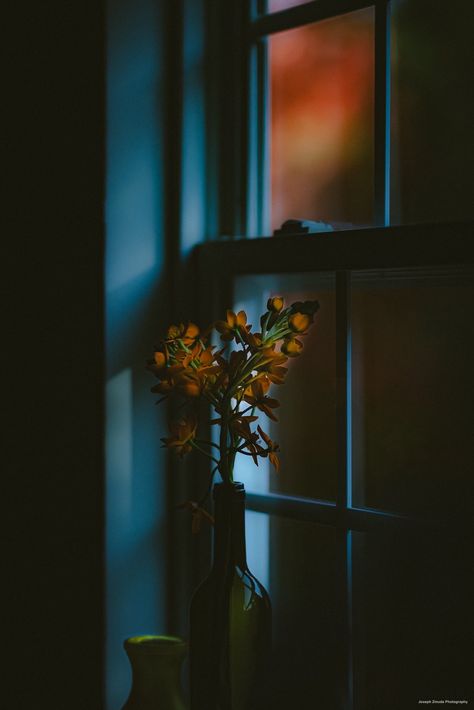 Last rays of light | still life | Joseph Zmuda | Flickr Easy Love Drawings, Rays Of Light, Cute Flower Wallpapers, Light Rays, Beautiful Flowers Wallpapers, Black Screen, Dark Photography, Dark Room, Love Drawings