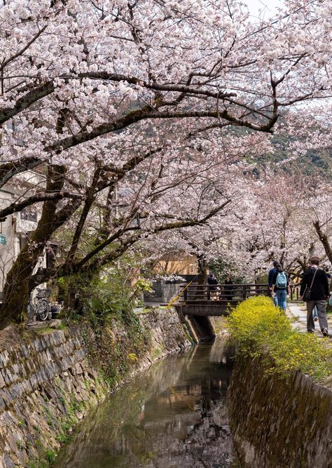 Cherry blossoms along the Philosopher’s Path, Kyoto [OC] The post Cherry blossoms along the Philosopher’s Path, Kyoto [OC] appeared first on Alo Japan. Philosophers Path Kyoto, Kyoto Landscape, Kyoto Japan Cherry Blossom, Kyoto Cherry Blossom, Japanese Countryside, Water Landscape, Wakayama, Dream Places, Japan Photo