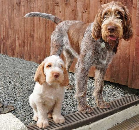 Spinone Italiano - Italian Spinoni - dog breed info - K9 Research Italian Spinone, Spinone Italiano, Dogs Stuff, Fox Terriers, About Dogs, Bird Dogs, Dog Rules, Sporting Dogs, Arte Animal