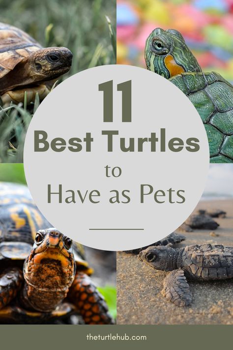 Though there are hundreds of types of turtles in nature, not all of them are ideal for having as pets. However, the number of turtles that can be kept as a pet is not low either. There is a huge list of turtles that can be kept as a pet. With such a huge list, a beginner can easily get confused on what species of turtle to go for. That’s why in this article, I am going to list out my favorite types of pet turtles along with their personalities, preferable environments, and ideal habitat. Turtle Outside Habitat, Land Turtle Habitat Ideas, Types Of Tortoises, Pet Turtle Habitat, Names For Turtles, Turtle Care Tips, Best Turtles For Pets, Turtles As Pets, Turtle Food Ideas Pet