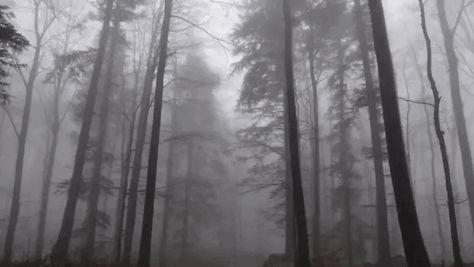 Black And White Gif, Castlevania Anime, Dark Forest Aesthetic, Gif Background, Creepy Core, Black Banner, Animated Banners, Cute Banners, Foggy Forest