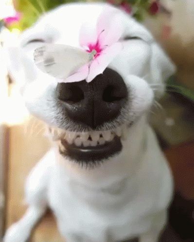 Cute Dogs GIF - Cute Dogs - Discover & Share GIFs White Dog, Dogs, Pink, White