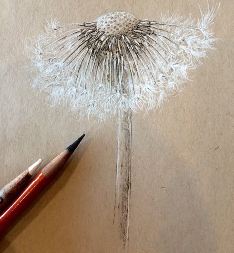 Drawing Ideas Pencil Sketches, Drawing Ideas Pencil, Charcoal Ideas, Super Drawing, Dandelion Drawing, Natural Form Art, Nature Art Drawings, Black Paper Drawing, Art Charcoal