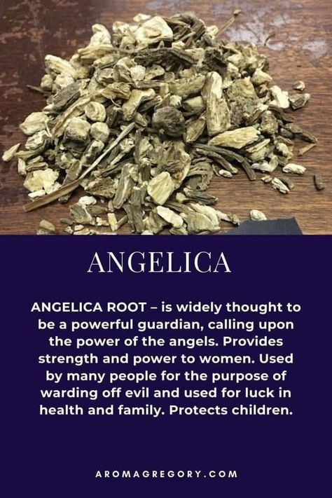 Study Mantra, Power To Women, Angelica Herb, Magick Herbs, Angelica Root, Hoodoo Conjure, Kitchen Witch Recipes, Magickal Herbs, Witch Herbs