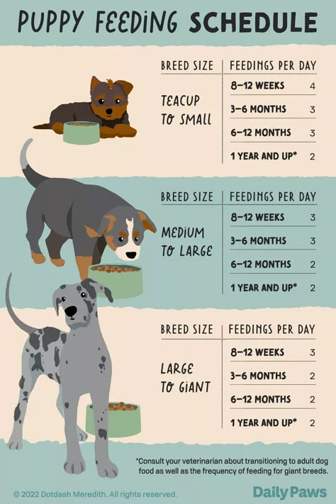 Everything to Know About Puppy Feeding Puppy Feeding Guide, Puppy Feeding Schedule, Puppy Schedule, Puppy Essentials, Puppy Feeding, Best Puppy Food, New Puppy Checklist, Puppy Checklist, Bichon Frise Puppy