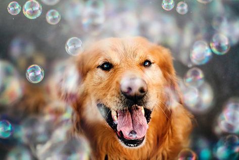 Teen Girl Shoots Beautiful and Creative Portraits of Her Pet Dogs....these are sooo beautiful and adorable!! Dog Photography Creative, Pet Portraits Photography, Dogs Photography, Dog Calendar, Dog Photoshoot, Dog Photograph, Photography Creative, Creative Portraits, Dog Photography