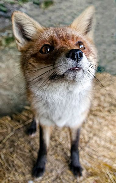 Red fox Vulpes vulpes Fox Nose, Adorable Foxes, Vulpes Vulpes, Fantastic Fox, Animal Photos, Wild Dogs, Cute Fox, Red Fox, Animal Photo