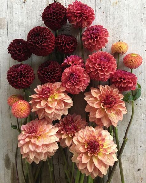 Dahlia Colors, Autumnal Palette, Wedding October, Drought Tolerant Garden, Cut Flower Garden, Side Garden, Raspberry Red, The Painter, Color Story