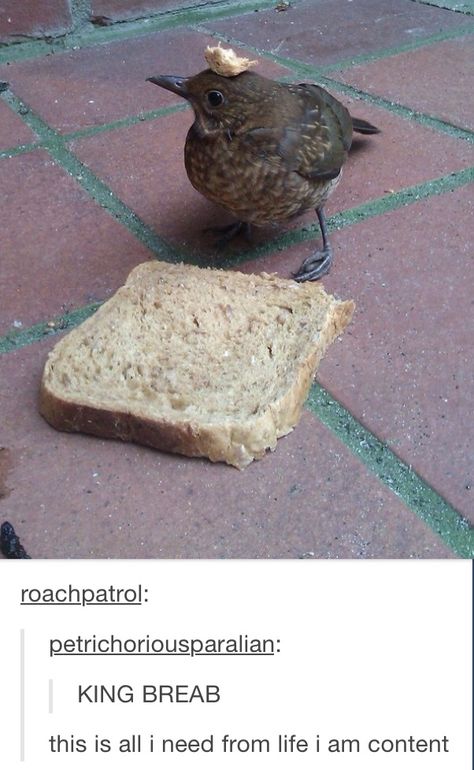 King bread Silly Birds, Fat Bird, Cute Rats, Cool Animals, Funny Birds, Pretty Animals, Cat Photos, Silly Animals, Cute Birds