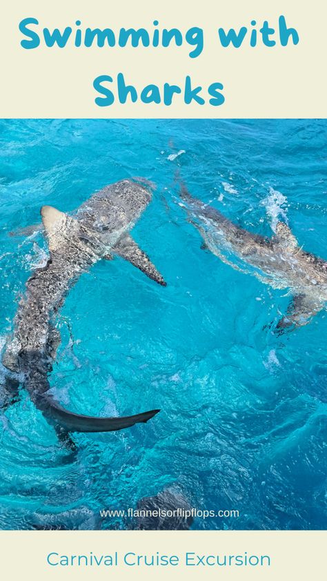 How to swim with Sharks in Bimini - Flannels or Flip Flops Bahamas Snorkeling, Amber Cove Dominican Republic, Swim With Sharks, Swimming With Sharks, Bimini Bahamas, Carnival Magic, Species Of Sharks, How To Swim, Cruise Excursions