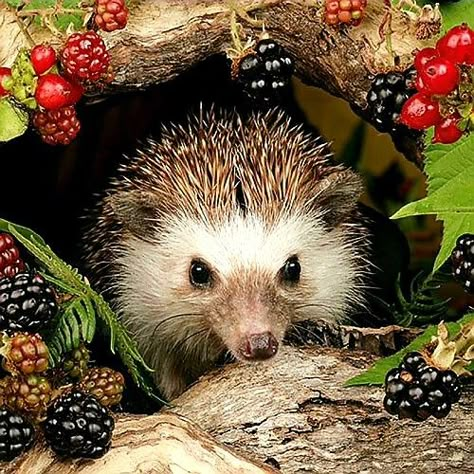 Hedgehog Photography, Autumn Backgrounds, Animal Photography Wildlife, Autumn Animals, Animal Illustration Art, Baby Hedgehog, Painting Animals, Photography Wildlife, Animal Babies