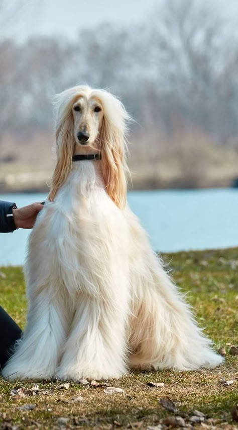 ♔ Lévrier Afghan ♔ Afghan Hound Afghan Hound Puppy, Saluki Dogs, Hound Dog Breeds, Afghan Hounds, Most Beautiful Dogs, Disabled Dog, Creation Photo, Afghan Hound, Purebred Dogs