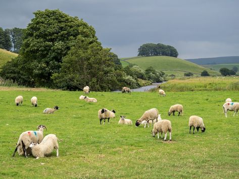 Sheep Grazing Fields, Field Of Sheep, Nature Desktop, Christian Iphone Wallpaper, Farm Images, Animal Action, Ghost Of You, Sheep Farm, Yorkshire Dales