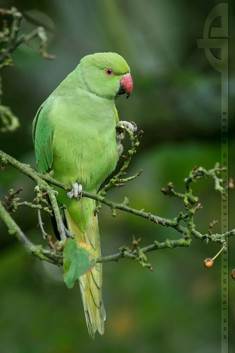 Green parrot Green Parrot Bird, Beautiful Flower Quotes, Wild Birds Photography, Green Parakeet, Ring Necked Parakeet, Lovely Good Night, Parrot Painting, Parrots Art, Sunflower Pictures