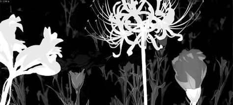 4 White spiderlillies bloom quickly on a black background. More unbloomed spiderlillies can be seen in the background. Black And White Anime Discord Banner, Black Banner Aesthetic Anime, Black White Anime Banner Gif, Black Anime Aesthetic Gif, Black And White Gif Banner For Discord, Black And White Aesthetic Banner Gif, Black And White Gif Header, Black Gifs Headers, Black Banners For Discord