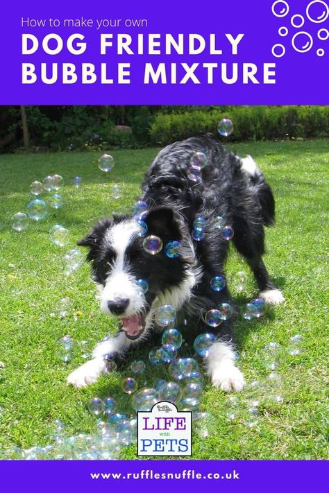 Dog Bubbles Recipe, Dogs Activities, Dog Bubbles, Puppy Box, Schnoodle Puppy, Dog Friendly Backyard, Bubble Dog, Bubble Recipe, Outdoor Dog Toys