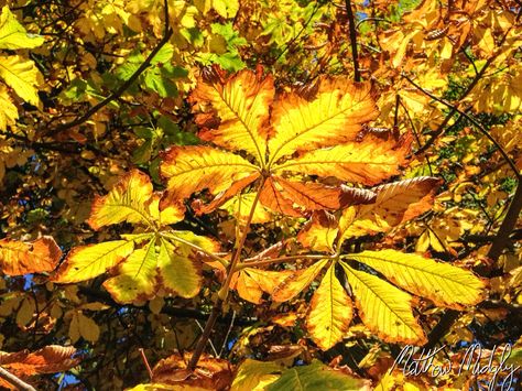 Autumn colours horse chestnut leaves fall Autumn Horse, Horse Chestnut Leaves, Chestnut Tree, Horse Chestnut, Chestnut Trees, Chestnut Horse, Autumn Colours, Leaves Fall, Horse Coloring