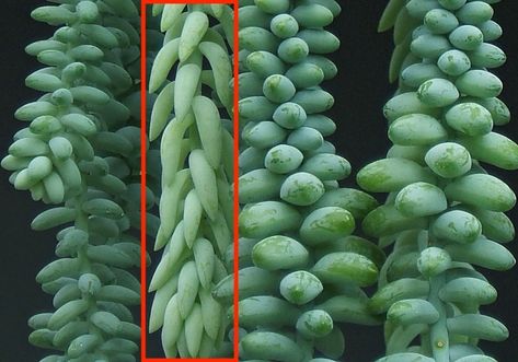 Difference between Burro's Tail (Sedum Morganianum) and Baby Burro's Tail (Sedum Burrito) Multiplier Des Plantes Grasses, Burros Tail, Small Nurseries, Propagating Succulents, Hanging Succulents, Growing Succulents, Rare Succulents, Cactus Flower, Succulents Garden