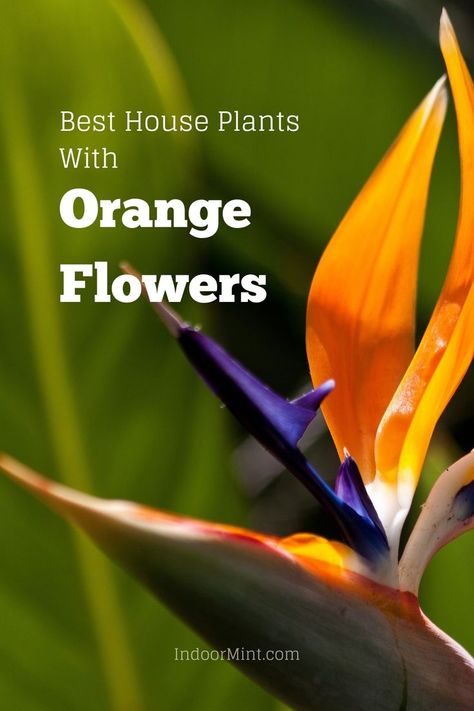 Looking for the best house plants with orange flowers? Here's a list that might help you find the perfect one for your home garden. Beautiful House Plants, Best House Plants, Beautiful House, Good House, Orange Flowers, Gardening Tips, House Plants, Are You The One, Beautiful Homes