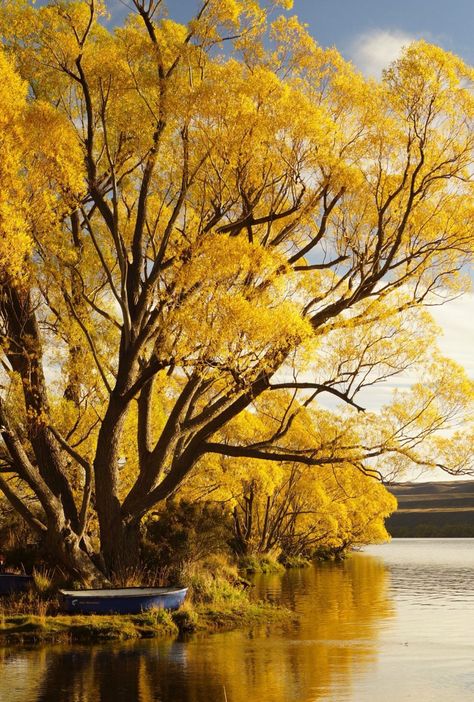 Relaxing at Lake Alexandrina Lanscape Photoshoot Nature Aesthetic, Lanscape Photoshoot Aesthetic, Plains Landscape, Travel Photoshoot, Reference Photos For Artists, Photoshoot Aesthetic, Magical Tree, Yellow Tree, Horse Aesthetic