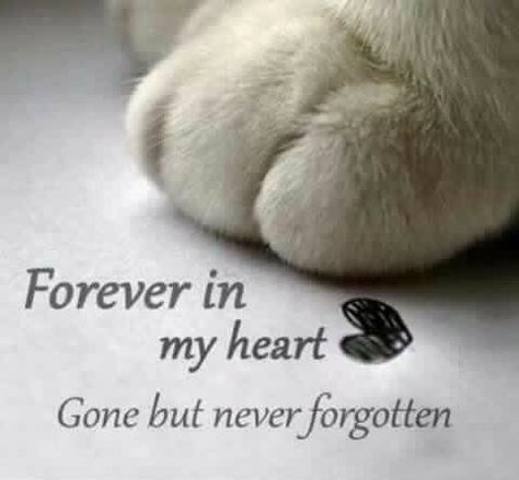 Miss My Cat, I Miss My Cat, Cat Love Quotes, Cats Quotes, Cat Heaven, Scripture Writing, Cat Loss, Forever In My Heart, Dog Heaven