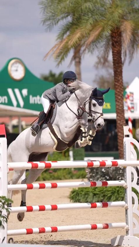 White Horse Jumping, Horses Show Jumping, Horse Riding Jumping, Horse Racing Videos, Horses Jumping Videos, Beautiful Horses Wild, Horses Jumping, Horse Riding Videos, Show Jumper