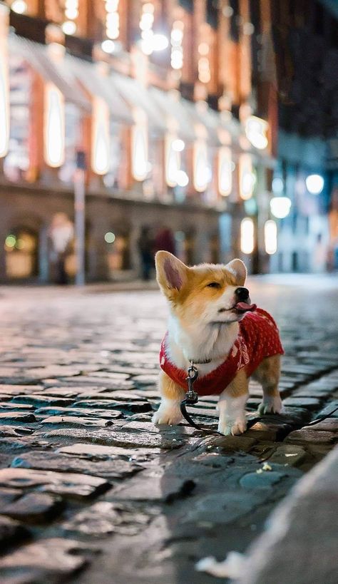 Cloud Photoshoot, Corgi Wallpaper, Dog Corgi, Corgi Dogs, Puppy Wallpaper, Corgi Christmas, Coton De Tulear, Corgi Puppy, Lhasa Apso