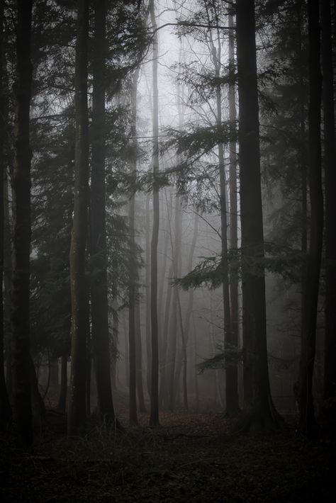 Out in the Woods by Kathrin Loges und Jan Wunderlich , via Behance Abandoned Woods Aesthetic, Dark Woods Backgrounds, Woods Backgrounds Aesthetic, Dark Woods Photography, Being Chased In The Woods Aesthetic, The Woods Aesthetic Dark, Haunted Woods Aesthetic, Out Of The Woods Aesthetic, Into The Woods Aesthetic