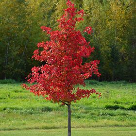 Wildfire Black Gum Tree, Black Gum Tree, Nyssa Sylvatica, Gum Trees, Gum Tree, Eagles Wings, Backyard Plants, Fall Trees, Beautiful Trees