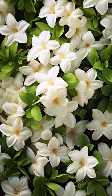 Ground Cover Plants Shade, Floral Design Wallpaper, Oil Pastel Drawings Easy, White Gardenia, Iphone Wallpaper Landscape, Orange Blossoms, Good Morning Beautiful Flowers, Flowers Photography Wallpaper, Jasmine Flower