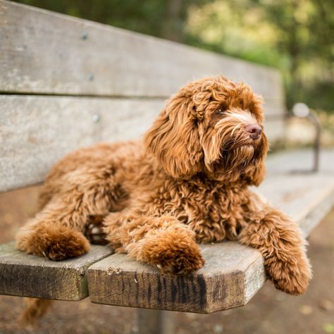 Please Pause Everything and Take a Moment With These Adorable Labradoodle Pictures Labradoodle Aesthetic, Medium Size Dog Breeds, Labradoodle Pictures, Golden Cocker Retriever, Minature Labradoodle, Labdoodle Labradoodles, Dalmatian Mix, Apricot Labradoodle, Labradoodle Dogs