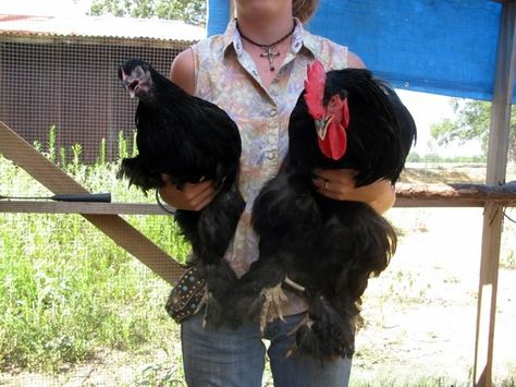 What a size difference! Jersey Giant rooster Jersey Giant Rooster, Jersey Giant Chickens, Jersey Giant, Giant Chicken, Live Chicken, Pet Chickens, Farm Life, Rooster, Chicken