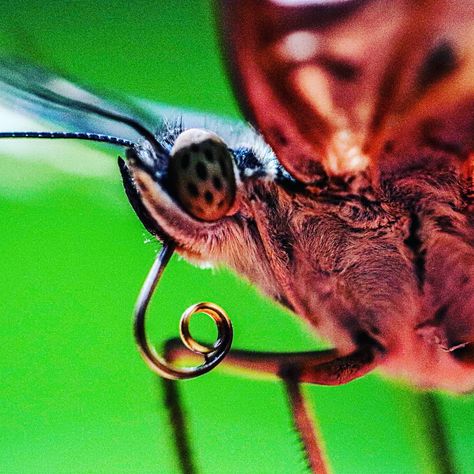 Close-up shot of a butterfly Butterfly Close Up, Butterfly Reference, Bug Songs, Macro Photography Insects, Drawing Challenges, Photography Macro, Morpho Butterfly, Butterfly Pictures, Drawing Challenge