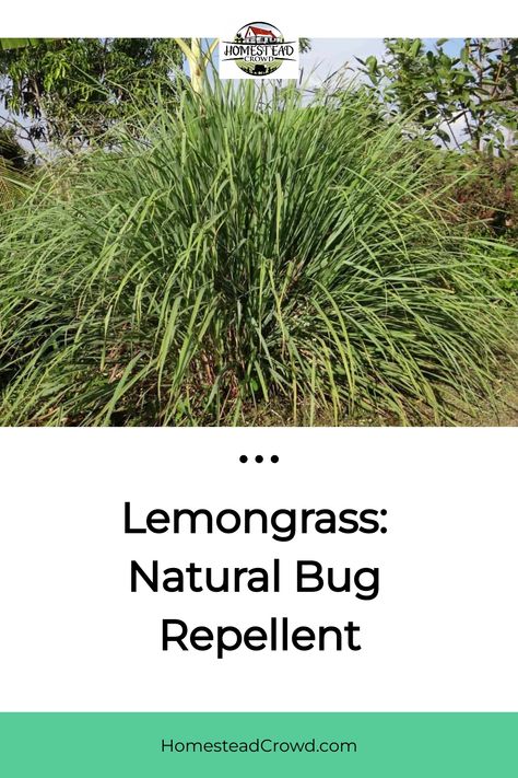 Utilize the natural bug-repelling properties of lemongrass, containing citronellol and geraniol compounds, to keep pesky insects like mosquitos, gnats, cockroaches, and spiders at bay. Say goodbye to harmful chemicals and safeguard your home and garden in an eco-friendly manner with this powerful solution. Lemon Grass Bug Repellent, Grow Lemongrass, Spiders Repellent, Lemongrass Plant, Sweet Smelling Flowers, Getting Rid Of Mice, Scent Sticks, Natural Bug Repellent, Lemongrass Oil