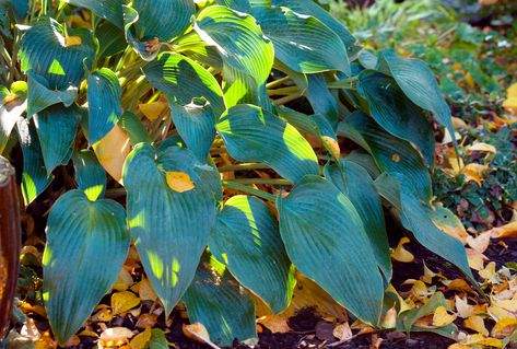 Here's When You Should Cut Back Your Hostas in the Fall Pruning Hostas In Fall, Natural Rat Repellent, Muted Brown, Fall Clean Up, New Years Traditions, Gardening Trends, Yellow Soft, Strong And Healthy, Soft Orange