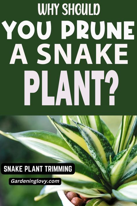 How To Propagate Snake Plants, How To Propagate Snake Plant, Caring For A Snake Plant, How To Replant Snake Plant, Snake Plant Propagation Water, Snake Plant Cuttings In Water, Transplanting Snake Plant Houseplant, Snake Plant Indoor, Inside House Plants