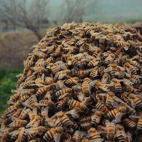 Shay Sapir | 500px Buzzy Bee, Bees And Honey, I Love Bees, Bees And Wasps, Birds And The Bees, Bee Mine, Beautiful Bugs, Bumble Bees, Creepy Crawlies