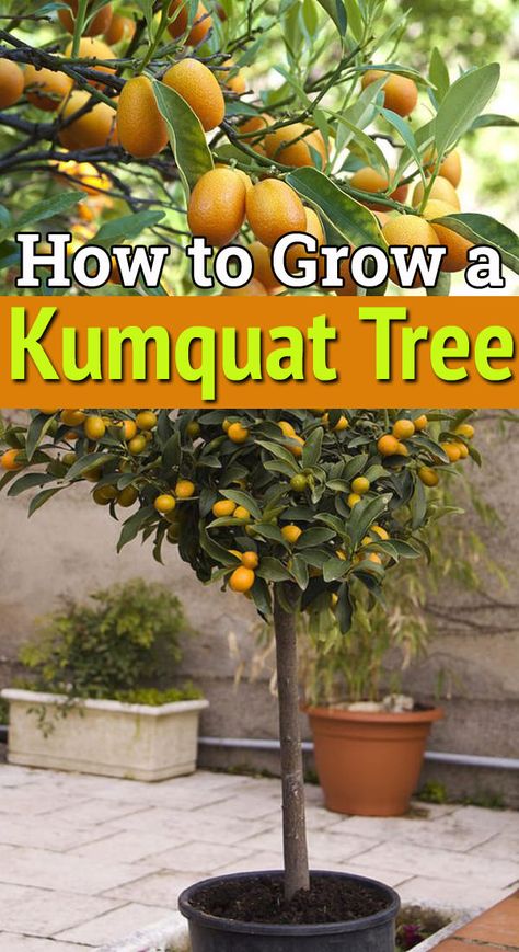 Clementine Tree In Pot, Pruning Citrus Trees, Kumquat Tree Potted, Citrus Tree Garden, Potted Kumquat Tree, Cumquat Trees, Grafting Fruit Trees Citruses, Fruit Trees In Containers, Kumquat Tree